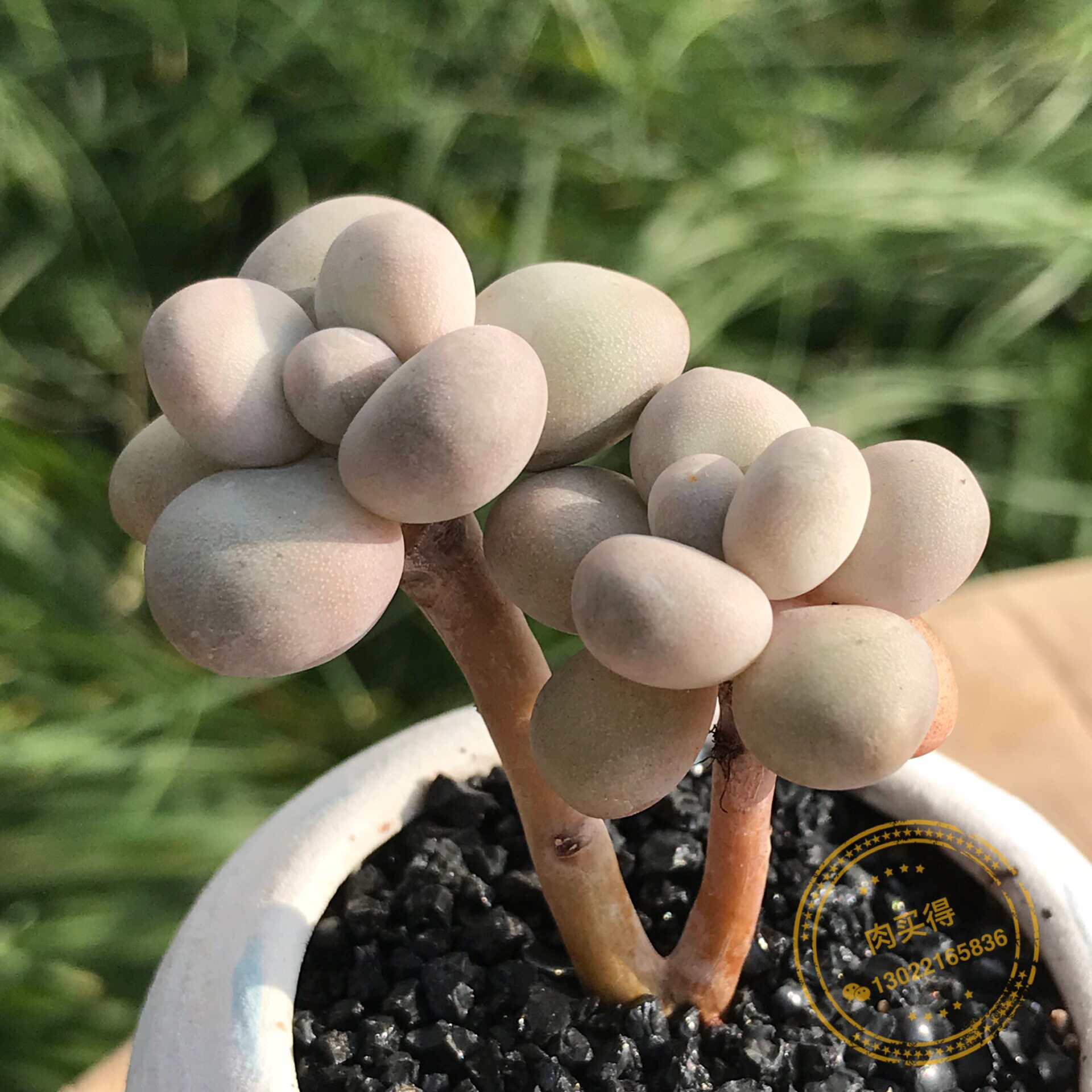 多肉植物都喜欢阳光吗?