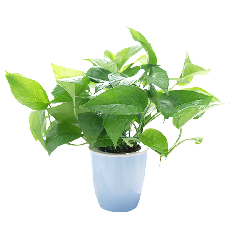 绿航绿萝盆栽水培绿植物花卉办公室内吸甲醛