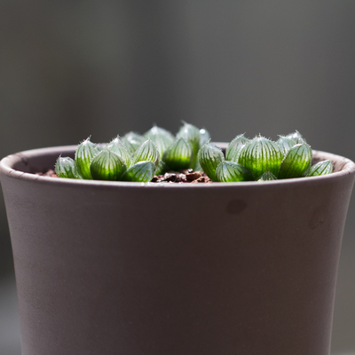 丸贝 多肉植物巨大赤线 组培苗驯化苗硬化苗十二卷12类玉露肉肉