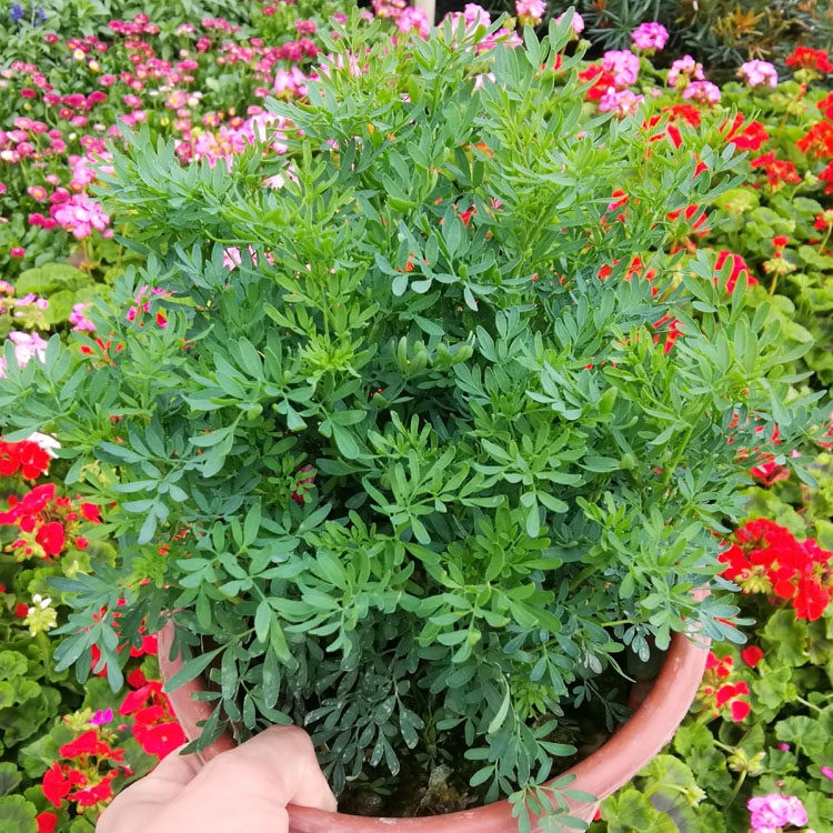 芸香草臭草植物盆栽四季花卉室外阳台花苗食用