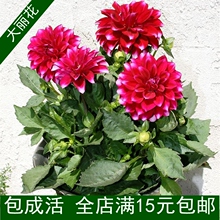 【大丽花种球】_大丽花种球图片_价格_一淘网