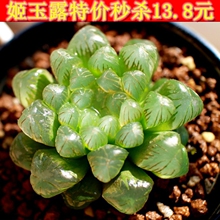 【大玉露 多肉】_大玉露 多肉图片