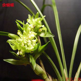 0折 天 时 分 秒 手机扫一扫购买 推荐理由 兰花春兰余蝴蝶兰花苗 奇