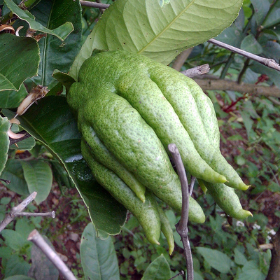 新鲜现摘可选香佛手果500克三斤起包邮香橼佛手柑鲜果六斤送一斤