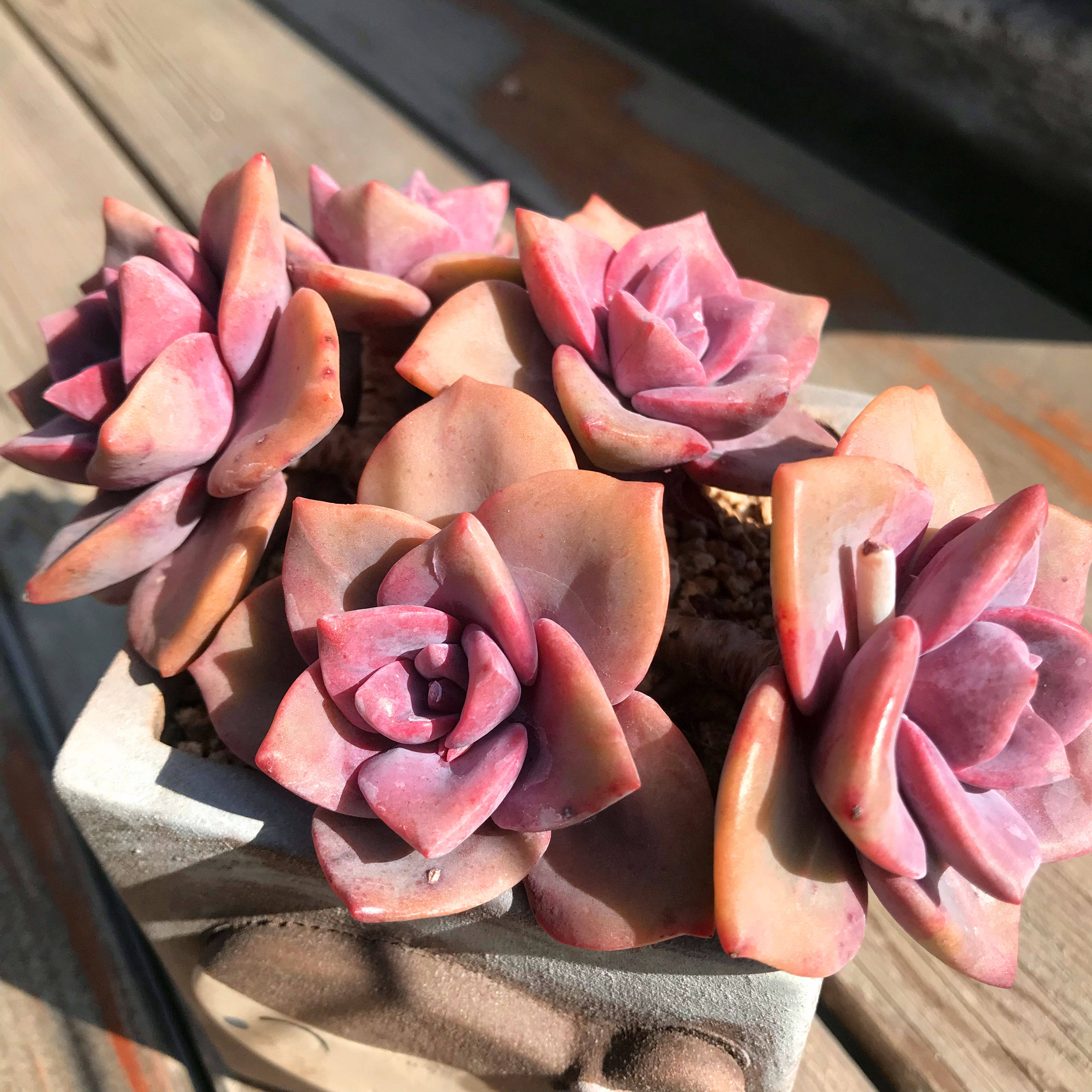 热销彩虹糖多肉群生_多肉植物彩虹糖老桩群生吉普赛女郎肉肉植物控养