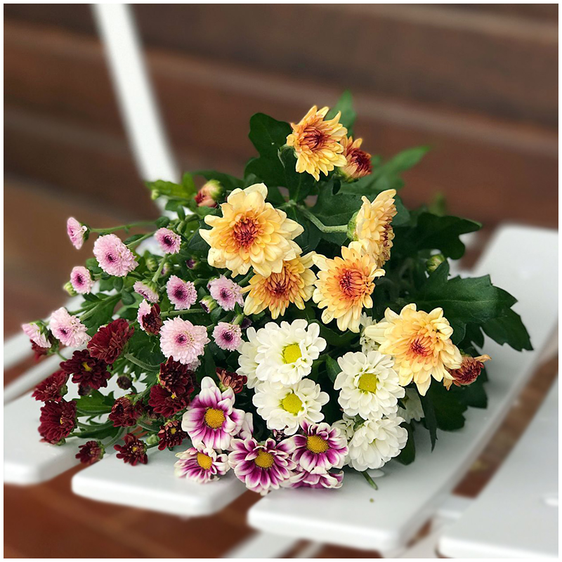 天天特价小雏菊鲜花迷你多头小菊花 5色混搭全国包邮速递家庭插花