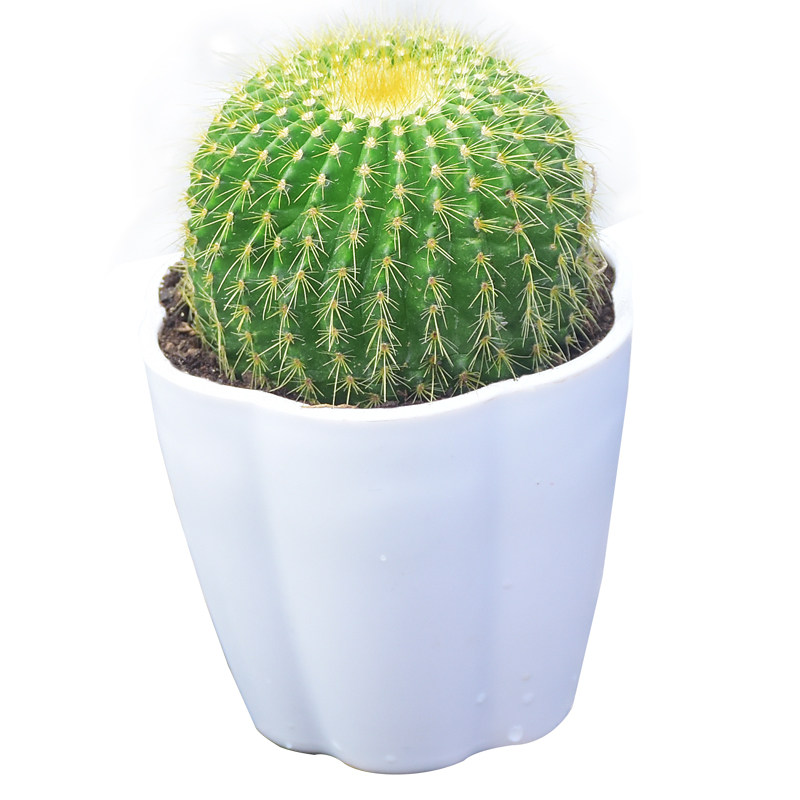 仙人掌绿植花卉盆栽植物办公室桌园艺家居风金冠