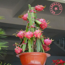 【火龙果苗盆栽】_火龙果苗盆栽图片