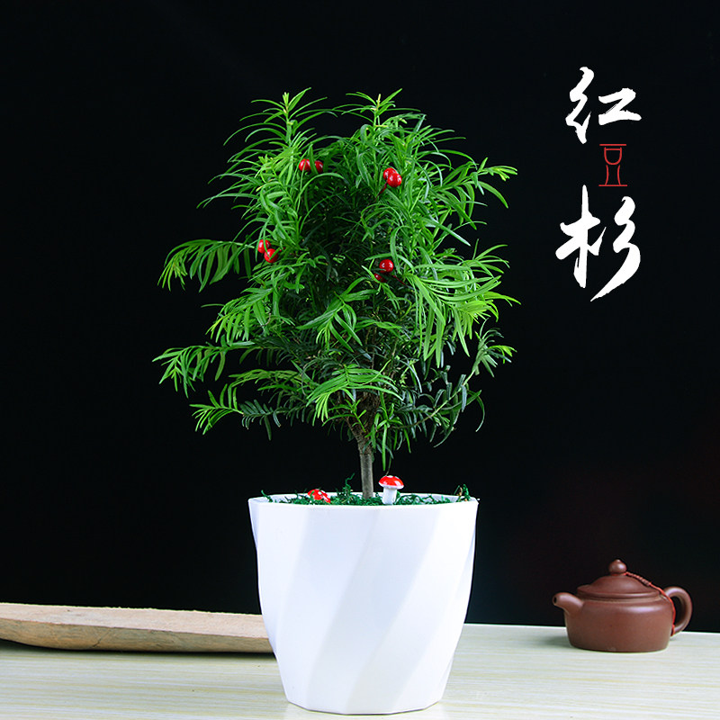 红豆杉盆景
