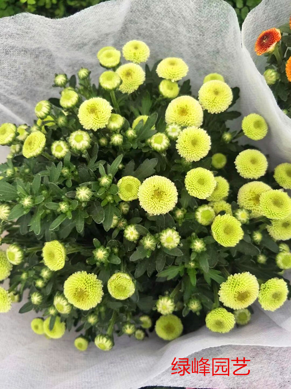 女王菊美人菊纽扣菊小米菊绿心单瓣菊花露天四季爆开 带花发货