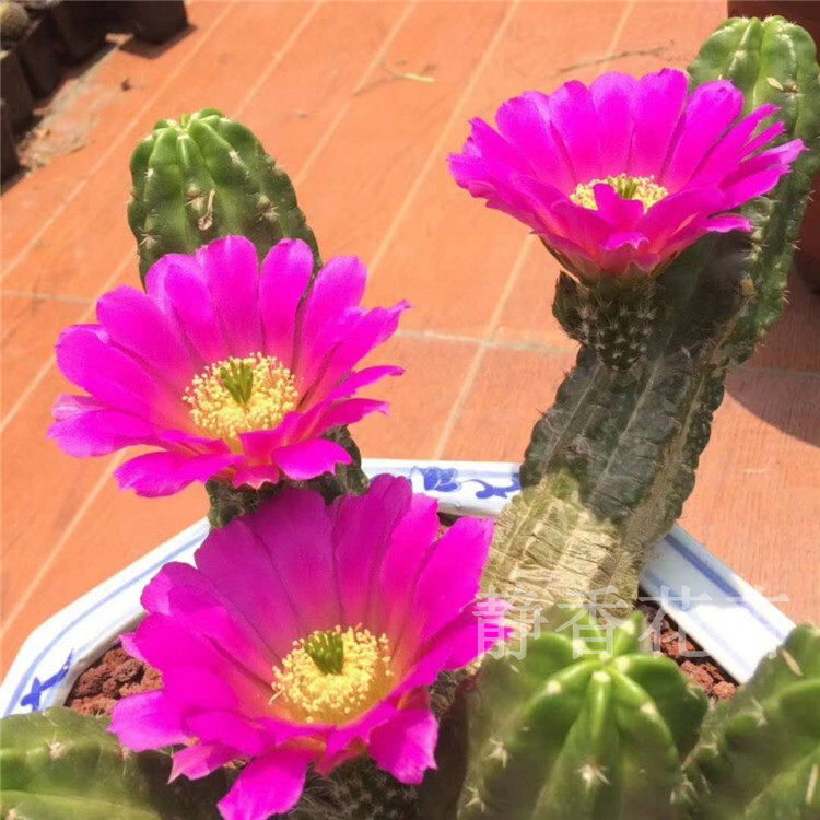 仙人球盆栽 防辐射_静香花卉自产【紫翠虾】仙人球多肉植物办公桌防