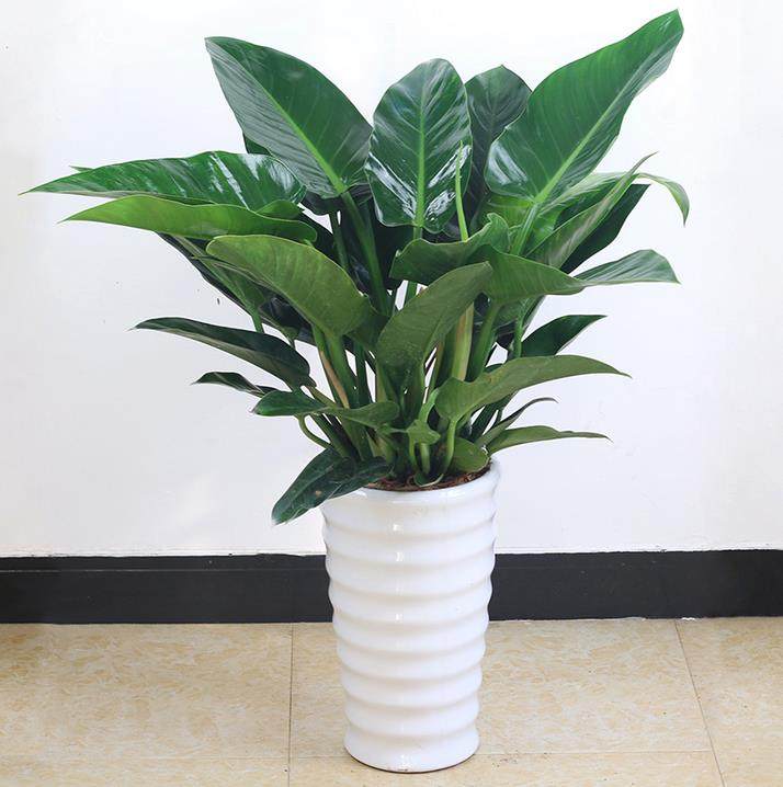 客厅_大叶 金钻 红钻四季常青吸甲醛植物大型绿植盆栽室内高档盆景