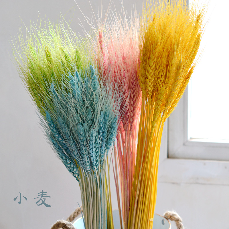 包邮 天然 麦穗干花开业大麦田园装饰礼品拍摄道具干花真花麦子小麦