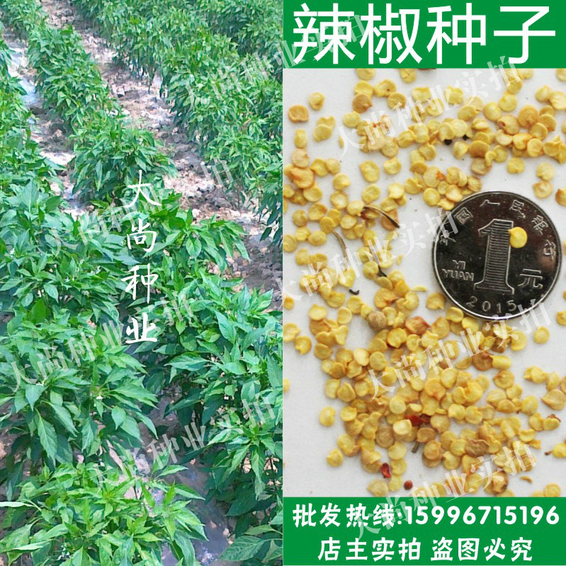 散装辣椒种子批发 青椒种子 青皮椒 红辣椒 甜椒种子 蔬菜种子