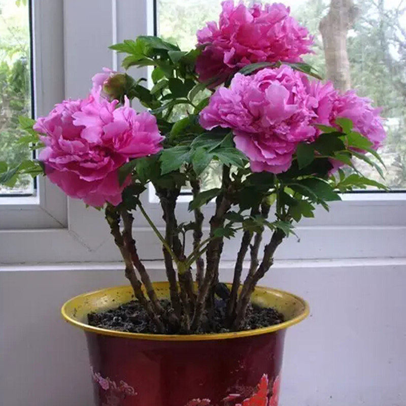 精品洛阳牡丹花苗盆栽盆景室内客厅阳台桌面花卉绿植当年开花