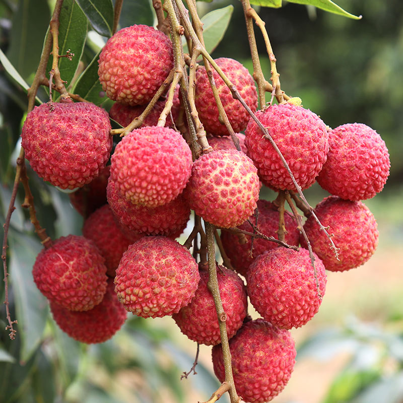 去购买 对于寒性体质的女性可多吃羊肉,栗子,荔枝,红糖,生姜等温经散