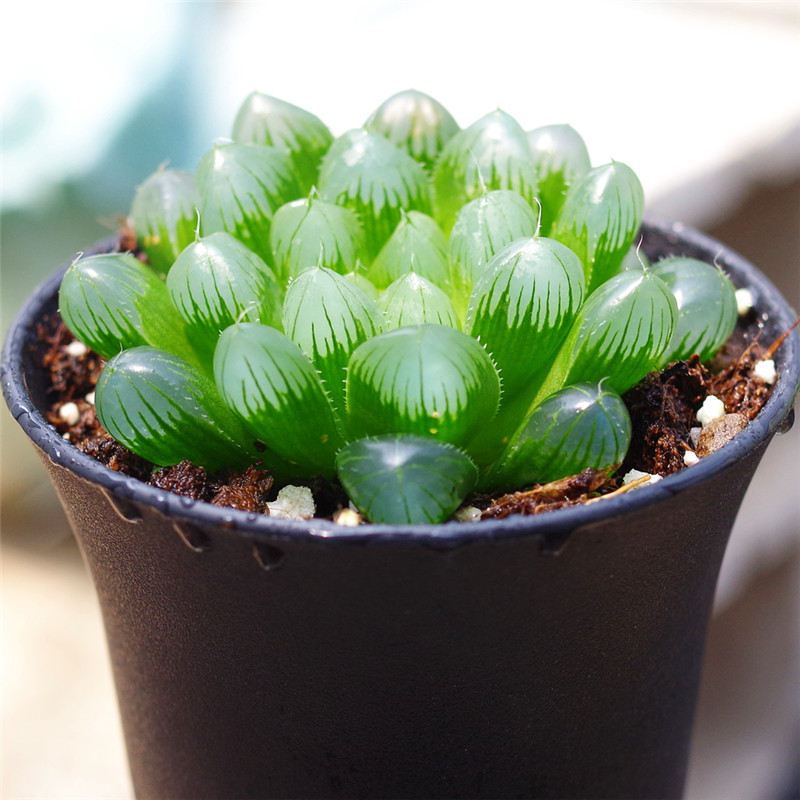 多肉植物帝玉露帝玉露成株十二卷