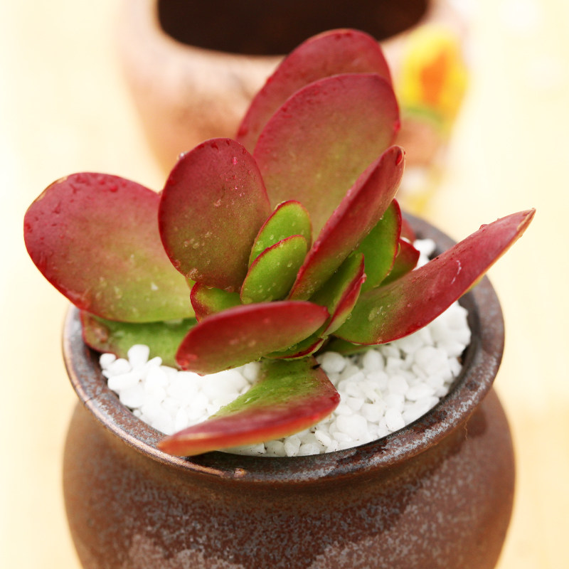 一折稀有花_薄叶克拉夫薄叶紫蝶多肉植物清棚处理稀有多肉防辐射绿植