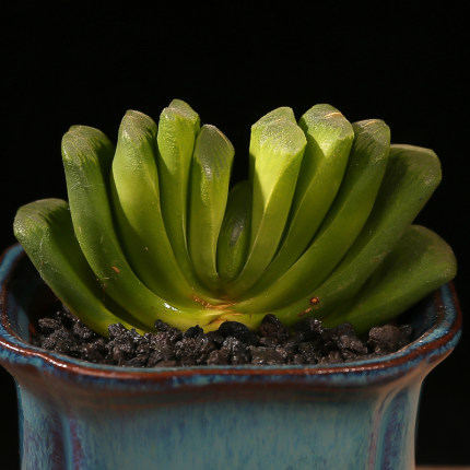 玉扇多肉植物彩虹锦多肉玉扇万象十二卷玉露苗生石花绿植盆栽花卉_7折