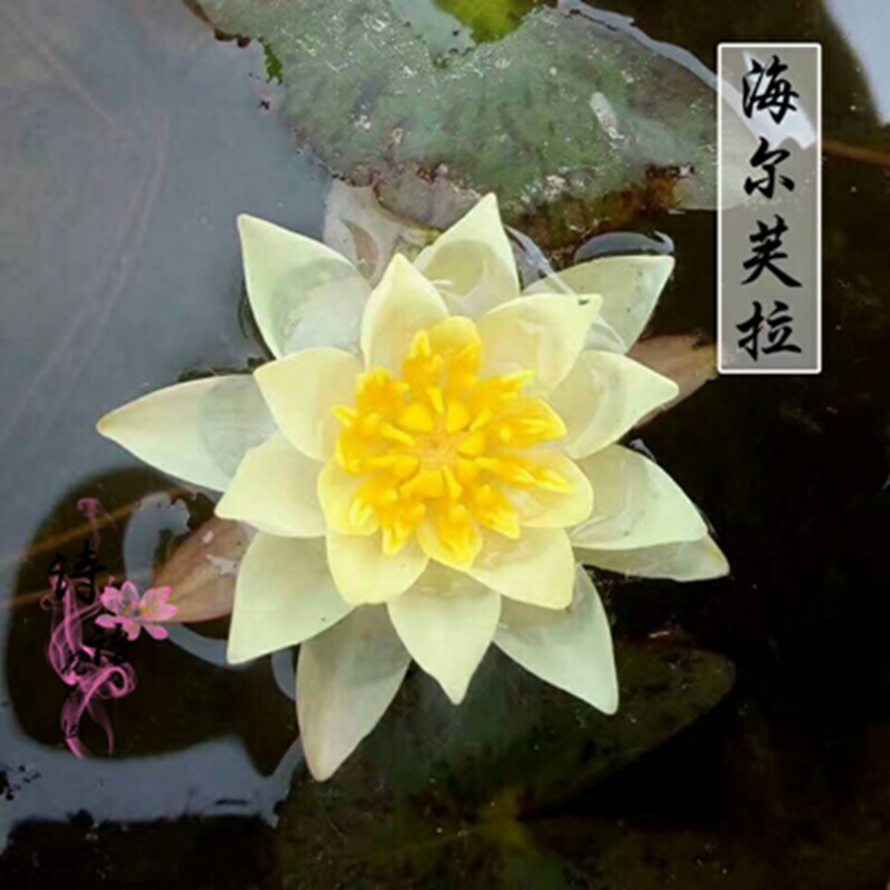 耐寒睡莲 微型品种★海尔芙拉★根块 黄色 盆栽 开花季节带花蕾