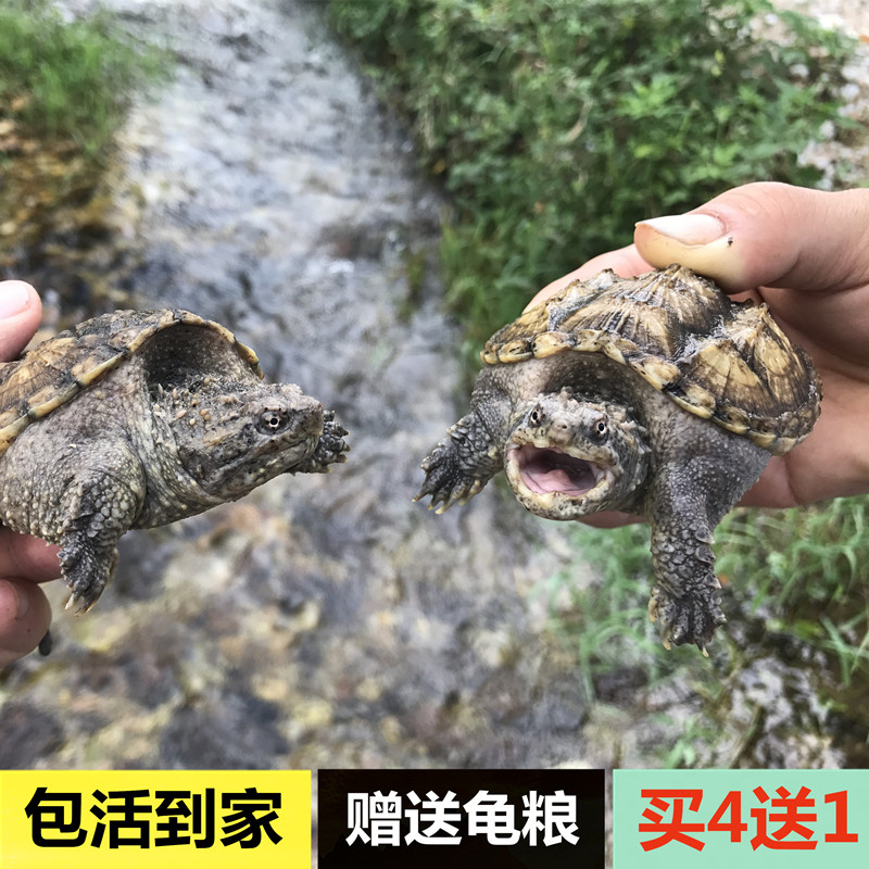 鳄龟苗小乌龟活体宠物大鳄鱼龟爆刺纯佛杂佛观赏龟纯佛小鳄龟北美