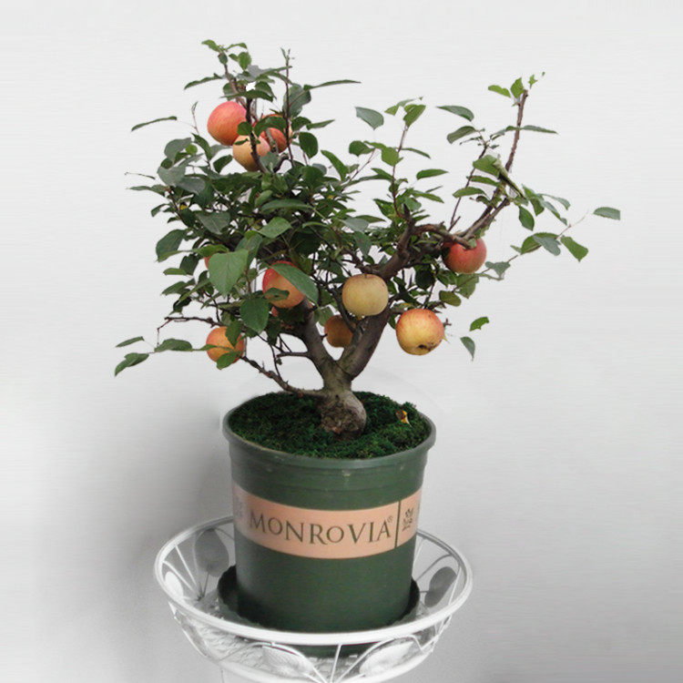 特价南方水果_盆栽苹果树苗植物室内盆栽果树苗南方北方种植水果苗