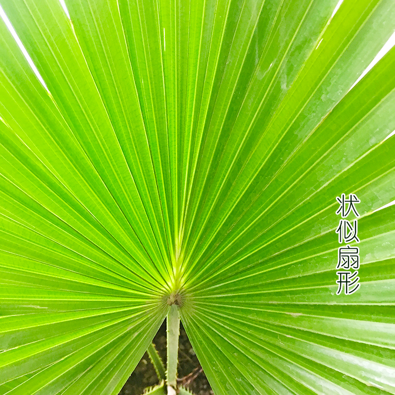 棕榈树蒲葵招财树唐扇金山棕竹扇子树种苗庭院大型绿植物盆栽特价