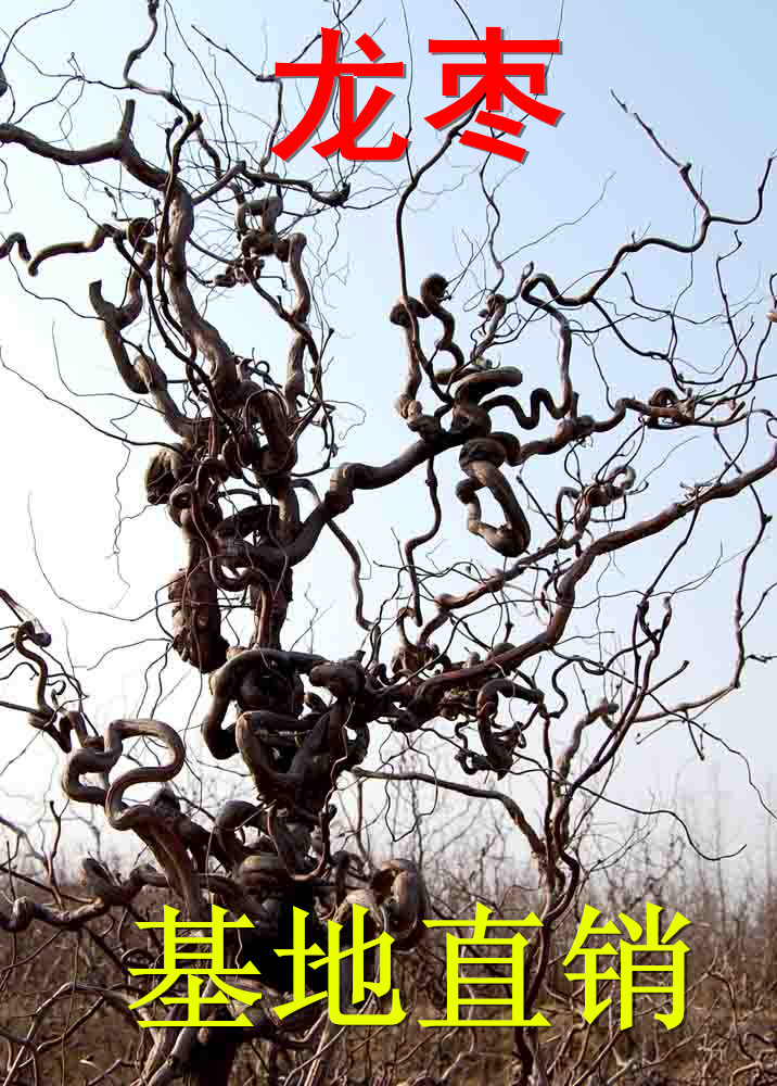 龙须盘龙枣树嫁接枣树果树苗四季种植南北方种植枣树龙枣干树枝