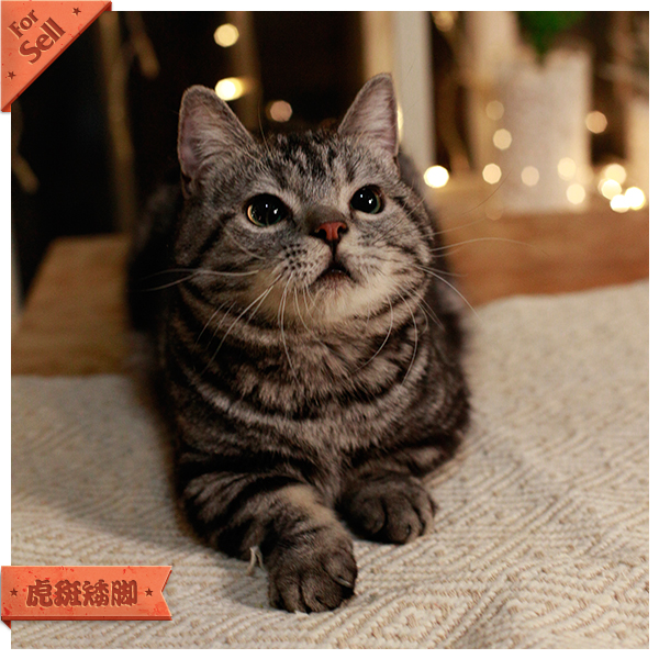 【拿破仑短腿猫图片价格】2019最新拿破仑短