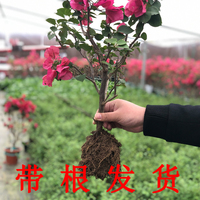 日韩高清在线手机在线 在线视频中文字幕日韩 三邦车视