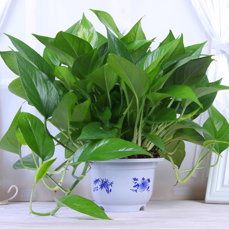 大绿萝盆栽
