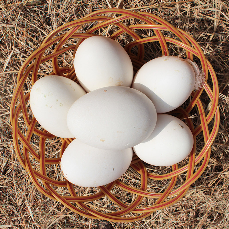 鹅蛋农家散养大额优惠券