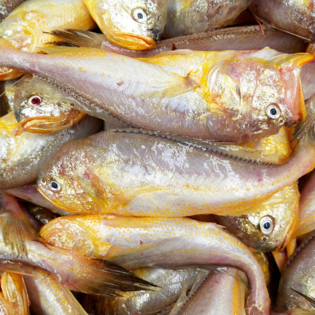 东海野生黄梅鱼梅子鱼500g 当天捕捞  3斤起拍