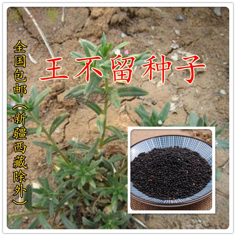 庭院大田易种春夏秋种 麦蓝菜留行子 王不留种子 中要