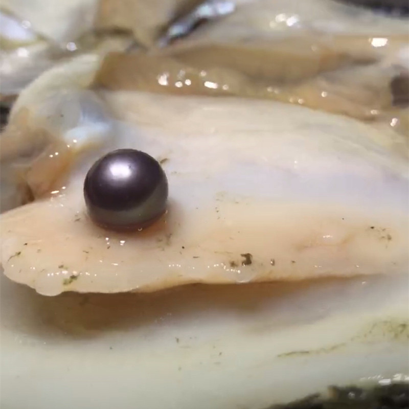 大爱单珠一蚌一珠开蚌取珍珠直播 大小10-16mm 一麻袋50个2668元