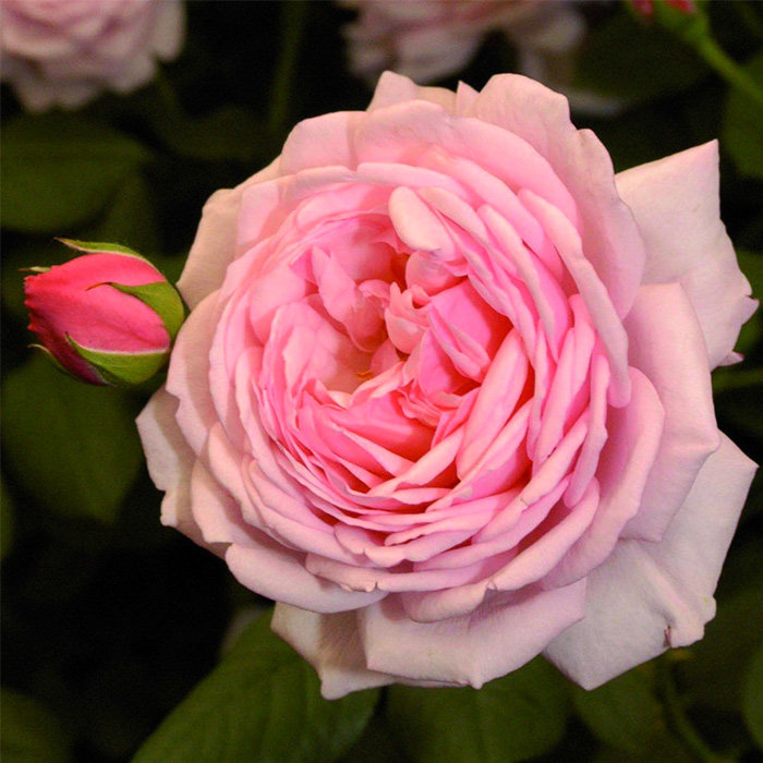 虹越进口皮特灌木月季(玫瑰)圣埃泽布嘉裸根苗勤花耐热预售包邮