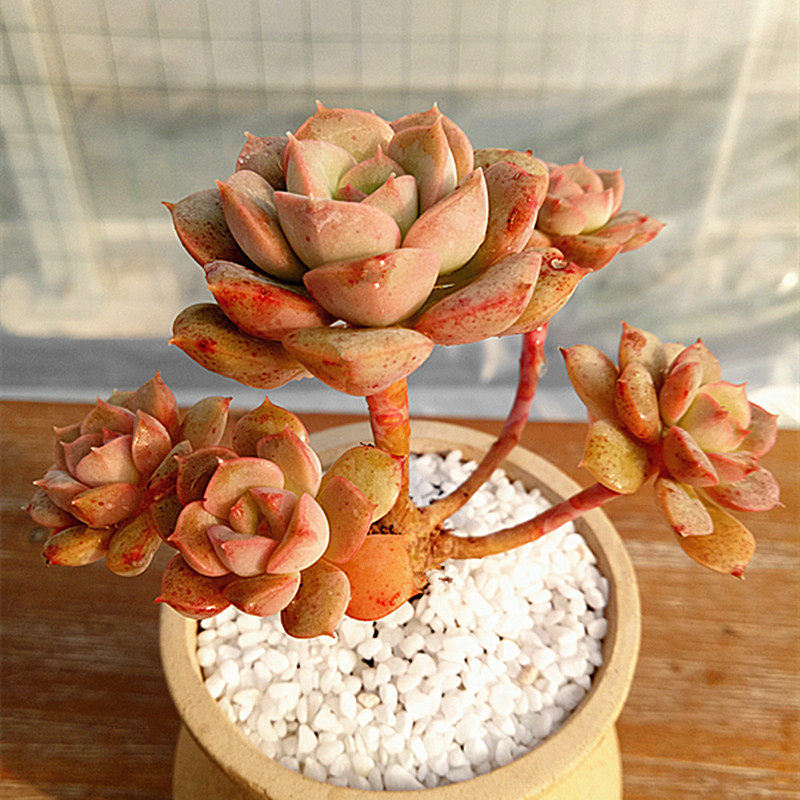 【依恋园艺】尼可莎娜老桩妮可沙拉老桩多肉植物肉肉多头群生新手