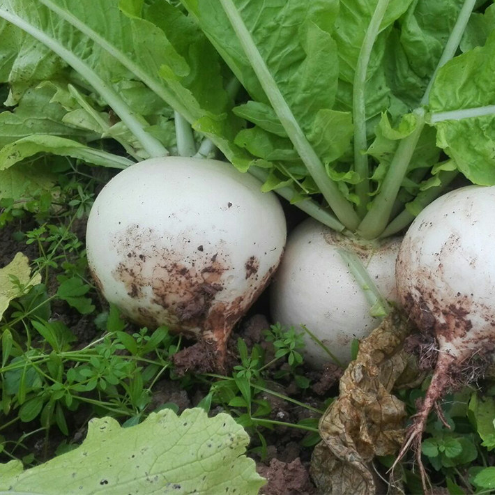 圆白萝卜