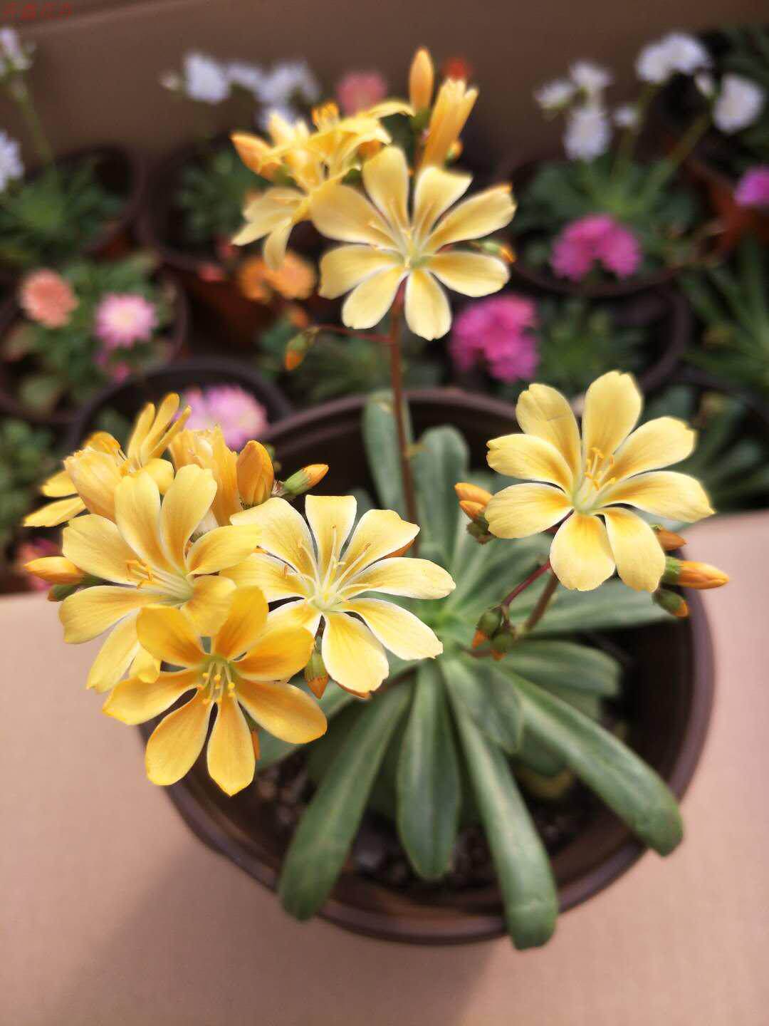 露薇花琉苇草带花发货盆栽露微花卉观花小植物混色多肉肉植物组合