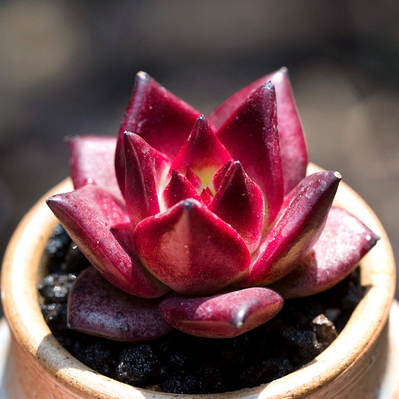 多肉植物怎么浇水 教你种出美丽植物