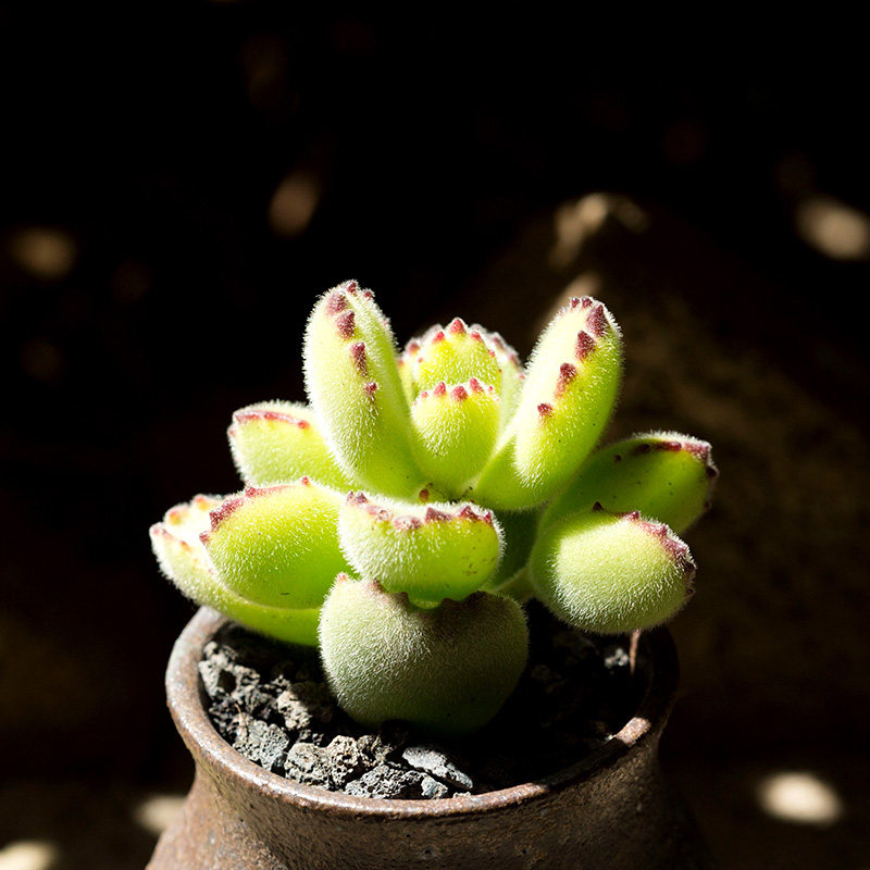 熊童子群生多头有根绿熊多肉进口多肉植物小盆栽萌肉肉花陌派云南
