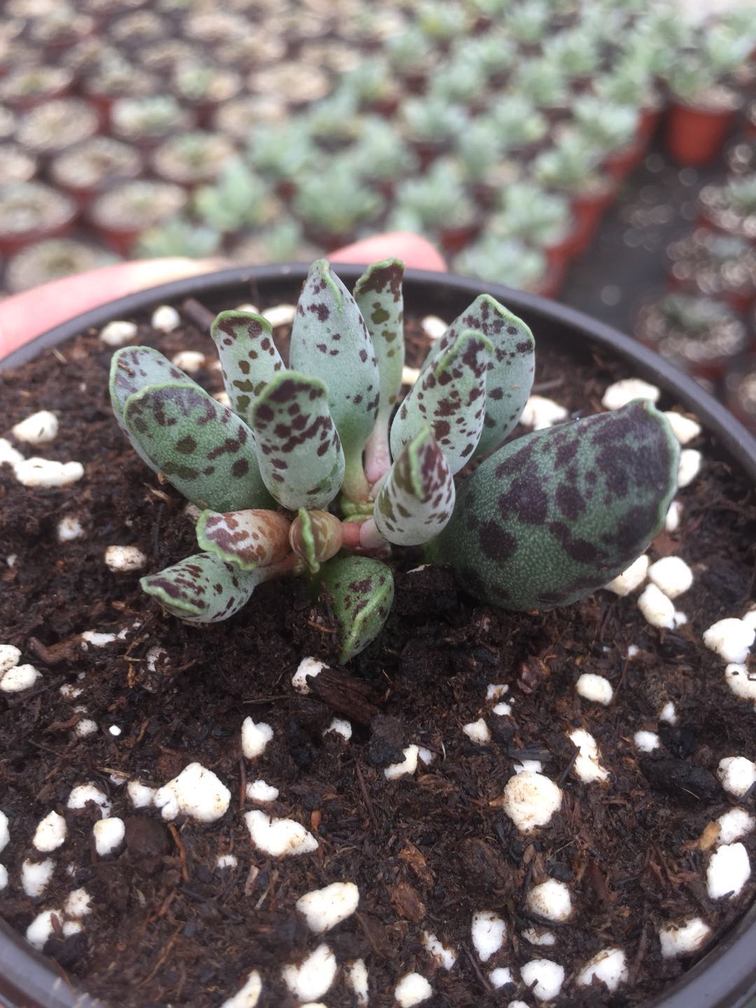 稀有多肉 水泡