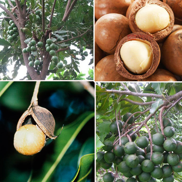 澳洲洗脸仪rise_澳洲坚果树苗 坚果苗坚果小苗 夏威夷果树苗南方北方