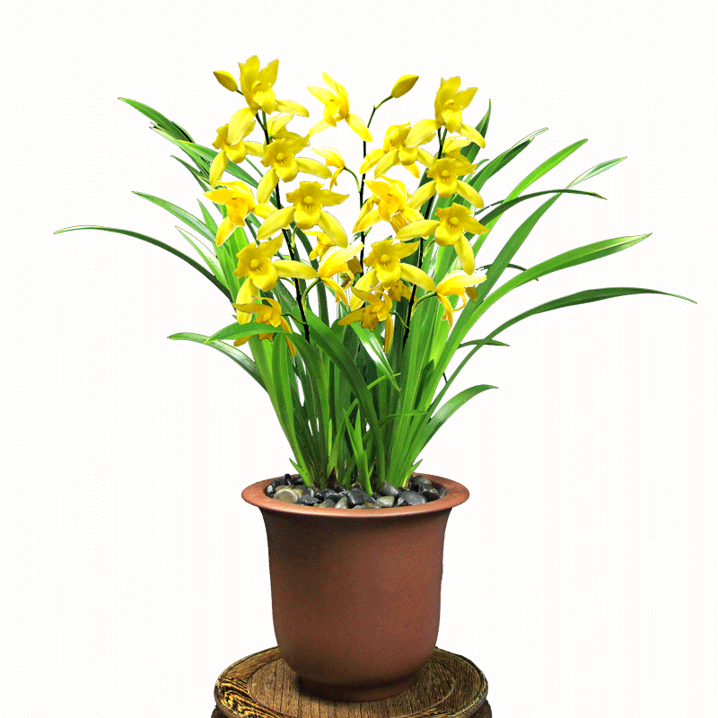 德芳兰业浓香型兰花苗带花苞盆栽蕙兰