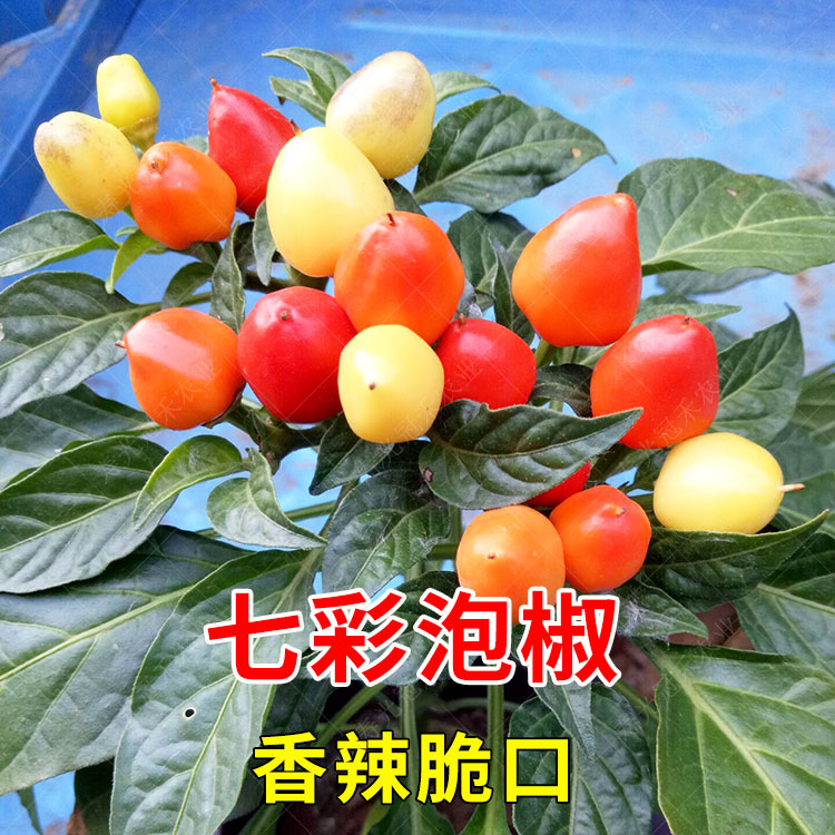 七彩椒辣椒种子