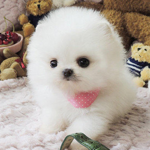 白博美聪明美丽可爱的小型犬活体宠物小狗狗幼犬_6折现价1100.00元