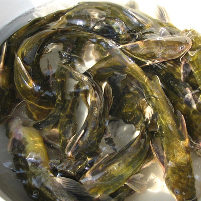 诱将黄颡鱼钓鱼小箹黄刺鱼饵料腥味添加剂野钓昂刺黄骨鱼窝料小药