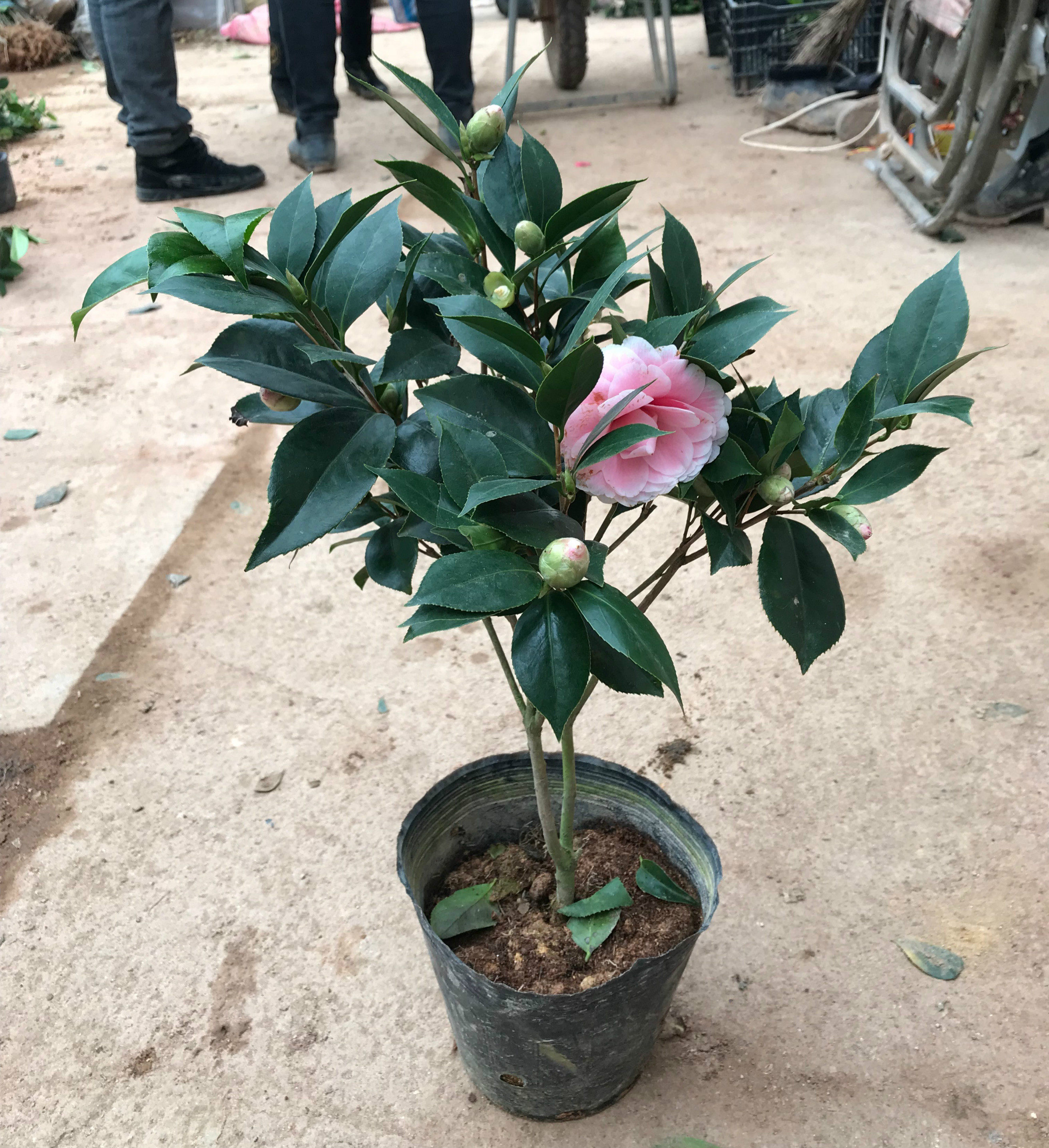 五色赤丹茶花 六角大红