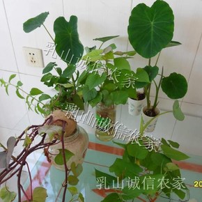 吃红薯片会胖吗