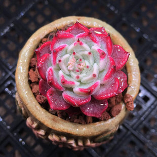 沙罗姬 云南昆明神琦的哆肉 沙罗姬牡丹一物一拍多肉